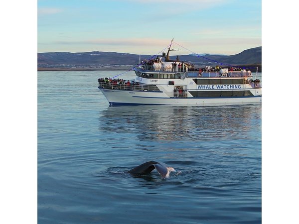 Reykjavik Shore Excursion: Whale-Watching Cruise