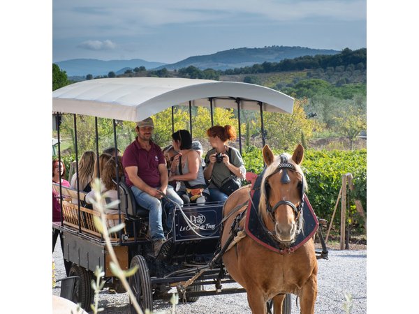 Exclusive Private Suvereto Experience: Land of Elisa Bonaparte