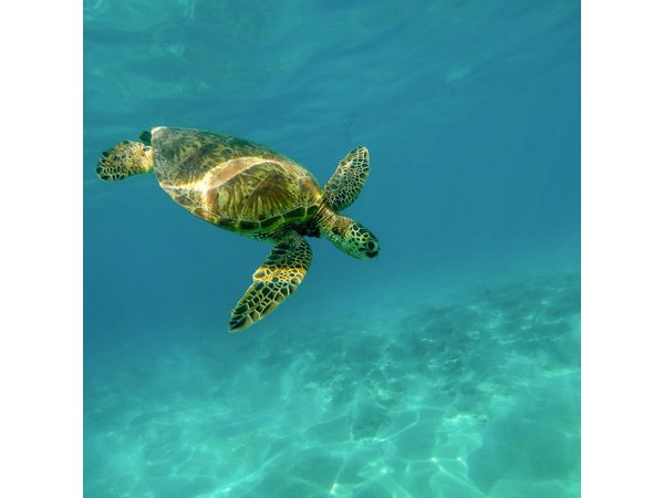 Snorkel with Turtles Gold Coast