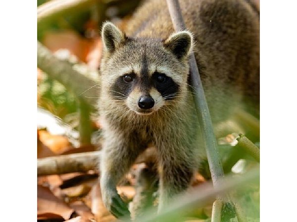 Raccoon Island Private Boat Charter Experience from Miami