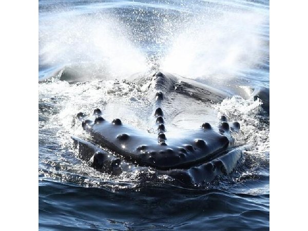 San Diego Whale/Dolphin Watching Cruise Aboard Luxury Vessel