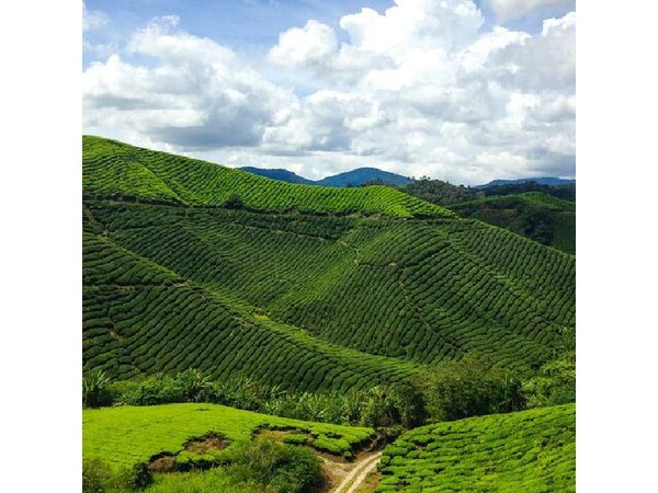Cameron Highlands Tour From Kuala Lumpur (Private Tour)