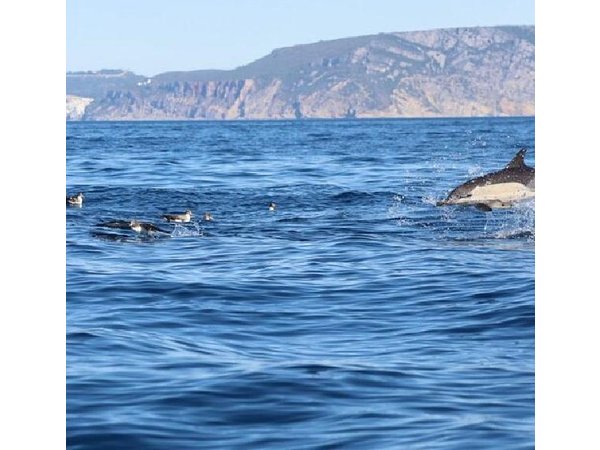 Lisbon Dolphin Watching Ocean Safari
