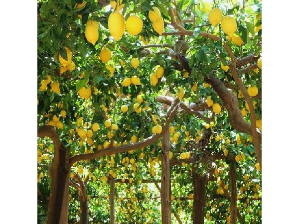 Amalfi Coast: Hike Along the Path of the Lemons