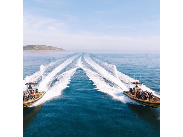 Anglesey Wildlife Boat Trips to Puffin Island