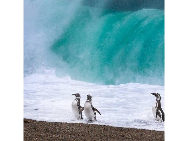 Monte Leon 4x4 Sea Lions and Penguins