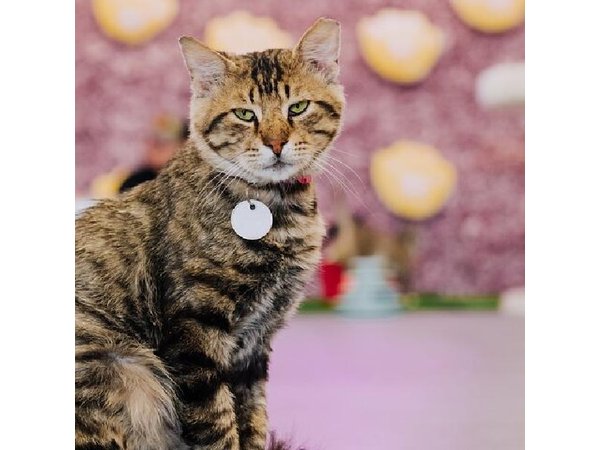 Ultimate cat experience at Austin's cat cafe