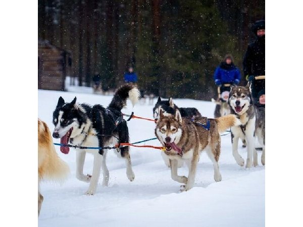Rovaniemi: Drive Your Own Husky Team (5–8 km) & BBQ