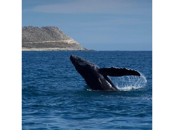 Whale Watching in San Jose del Cabo