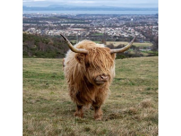 Highland Cow Hike in Edinburgh