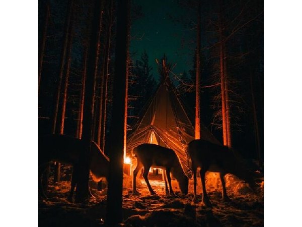 Ivalo: Aurora Hunting with Reindeer