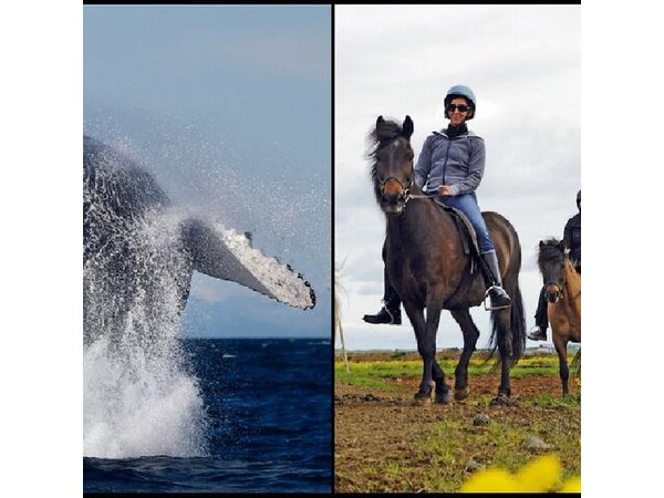 Icelandic Horse Riding and Whale Watching Cruise from Reykjavík