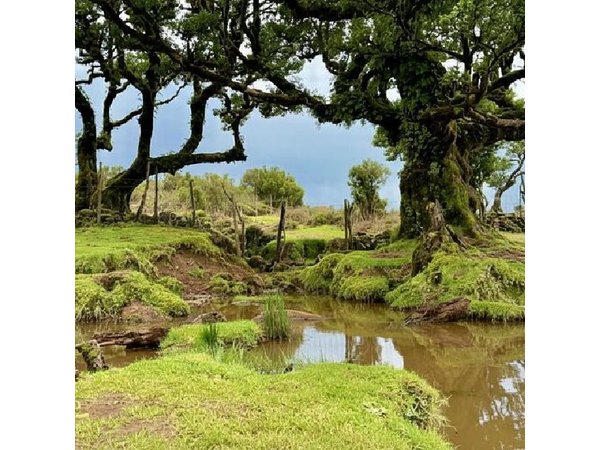 Madeira Forest and Highlands 4×4 Experience