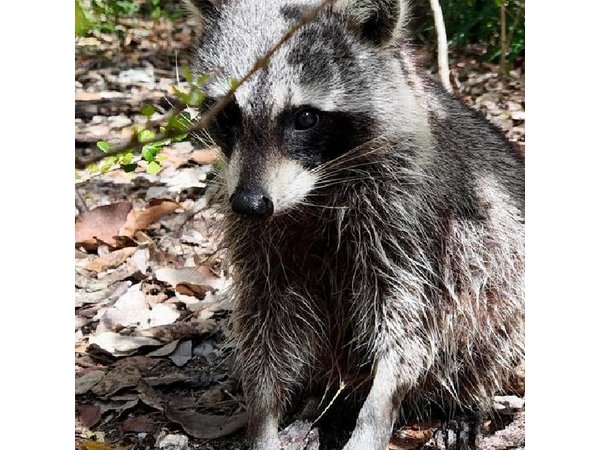 Raccoon Island Miami Boat Tour with Wildlife & Swimming