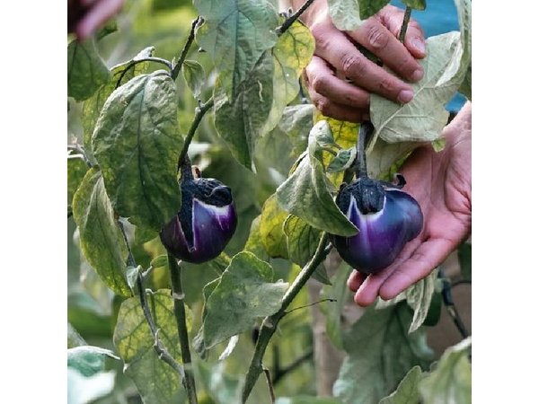 Rural Cooking Class in Capo Vaticano