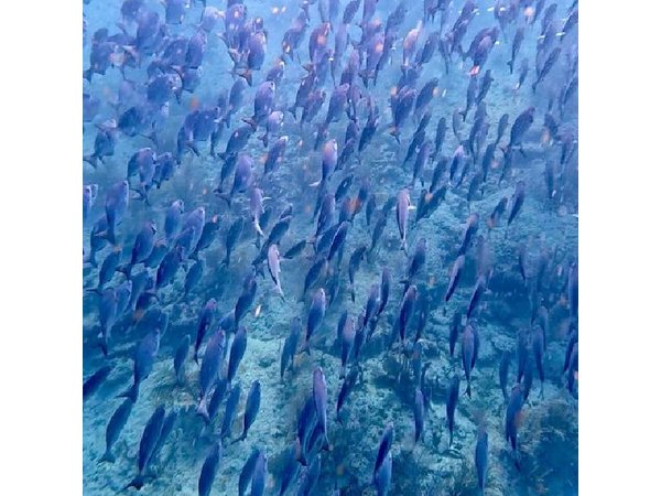 Fort Lauderdale: Combo Deal Snorkel Reefs, Kayak/SUP Mangroves