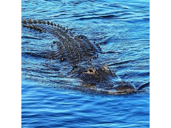 Everglades Small-Group Tour from Miami with Transportation