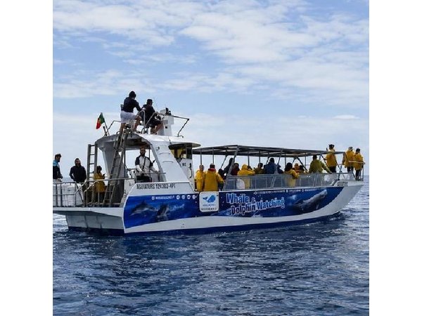 Whale and Dolphin Watching in Pico Island - Half Day