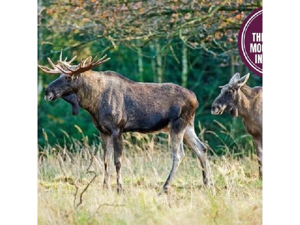 Moose Safari with Experienced Local Guide - Rovaniemi