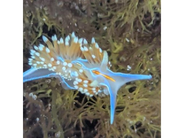 Explore San Diego Tide Pools with a Marine Biologist