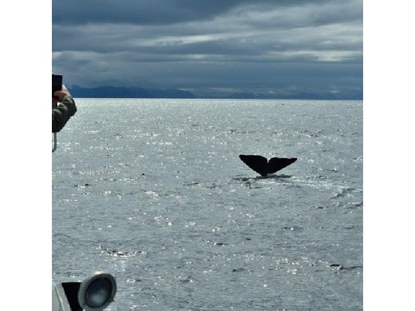 Andenes Whale Safari: Arctic Whale Watching Tour in Vesterålen