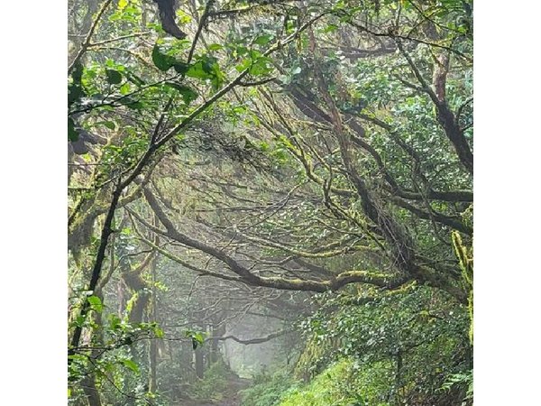 Tenerife Anaga Mountains circular hike in the Laurel Forest max 12 Pers.