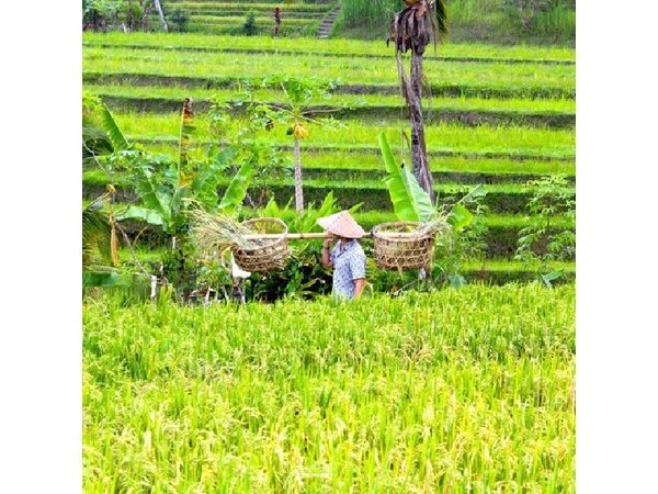 UNESCO Jatiluwih Rice Terrace Batukaru Temple Nature Tour