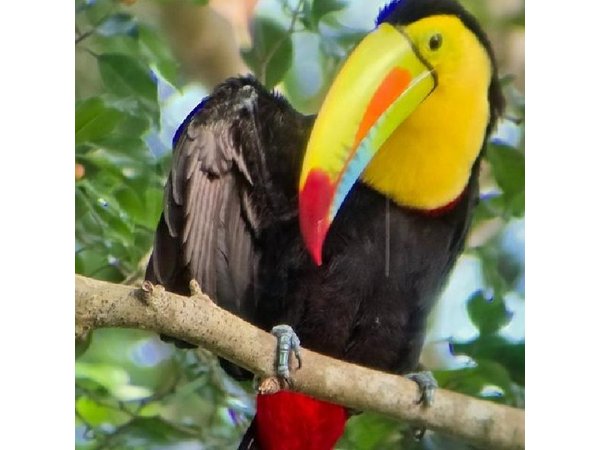 Ancon Hill Walking Tour: Sloths, Wildlife & Panama City Views