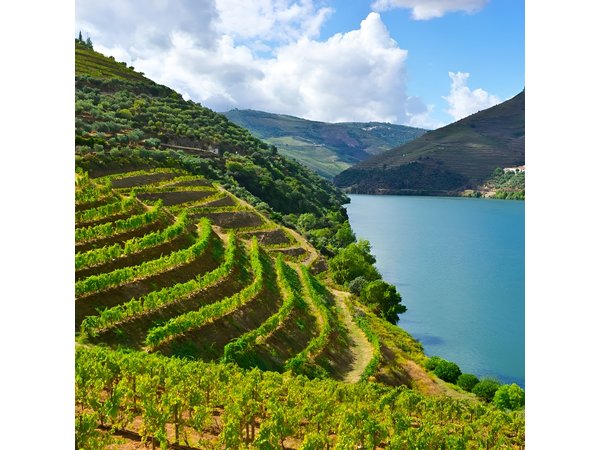 Douro Valley Private Wine and Food Tour From Porto