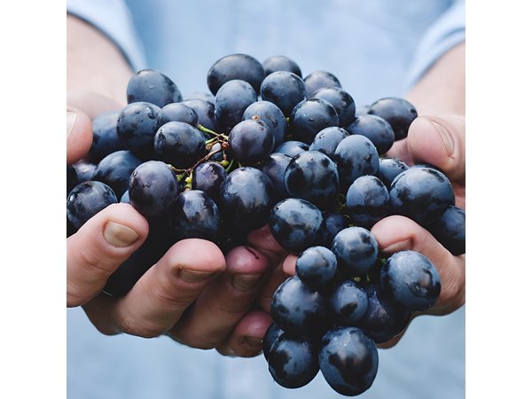 Athens Private Wine Tasting Tour - Dionysian Grapes
