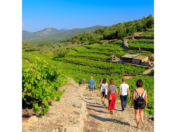Peljesac&Ston Small-Group Food & Wine Experience from Dubrovnik