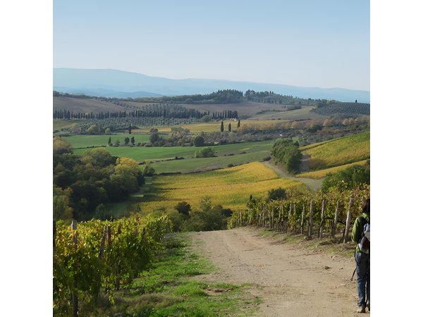 Private Tour: Guided Hike in Tuscany with Transport from Siena