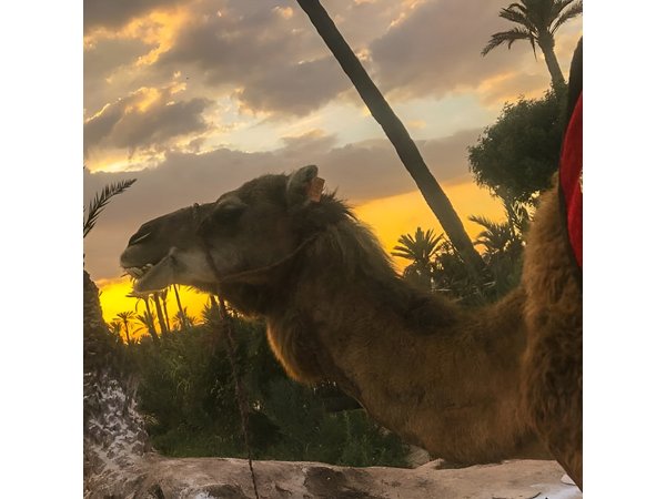 Sunset Camel Ride in the Palm Grove of Marrakech