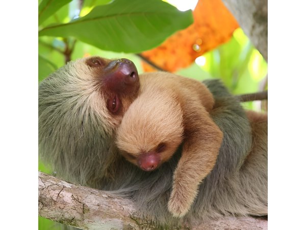 Manuel Antonio National Park one day tour from San Jose