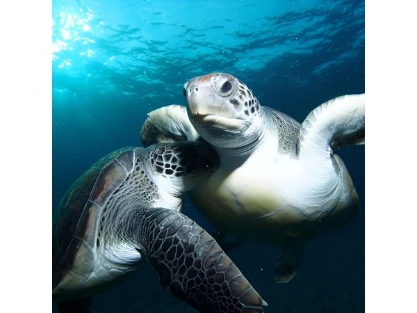 Tenerife Turtle and Snorkel Tour from Costa Adeje