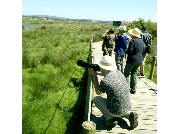 Private Birdwatching from Porto