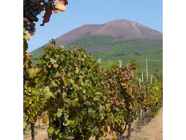 Vesuvius & Vineyard select from Sorrento