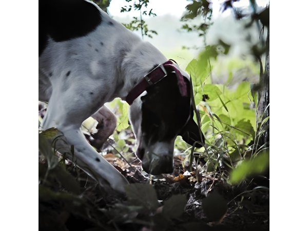 Private Tour: Truffle-Hunting Experience from Sorrento with Lunch