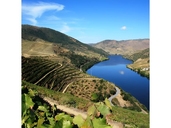 Private Tour: Douro Valley Wine Experience from Porto