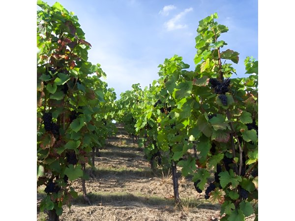 2.5-Hour Prague Wine Tasting Walking Tour