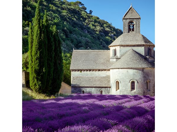 Lavender Beauty Small Group Half Day Tour from Avignon