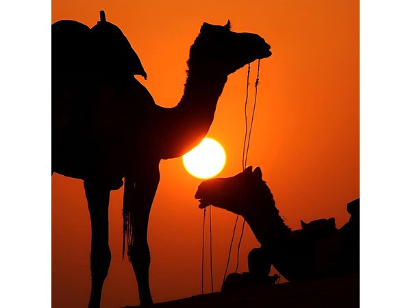 Best Sunset Camel Ride with tea break in the Palm Grove of Marrakech