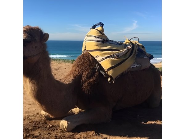 Tour of Tangier 1-2 people with camel ride