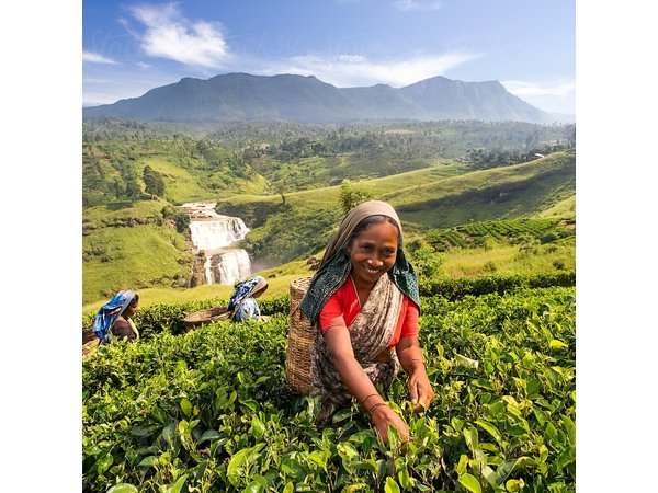 5-Day Sri Lanka Central Highlands Tour