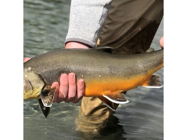 Private Lake and River Fishing Tour from Reykjavik