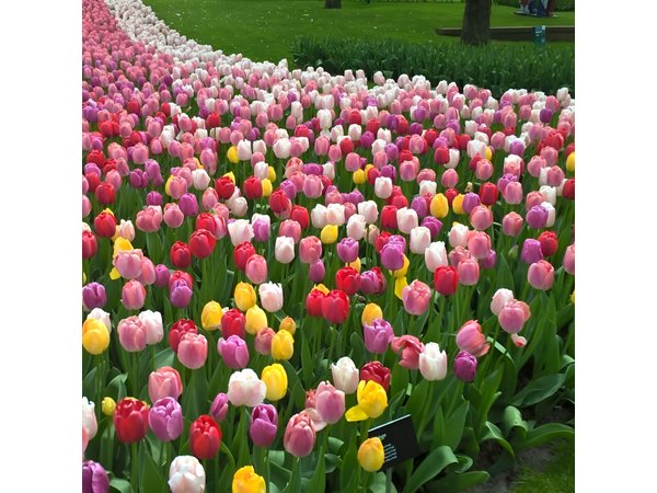 Keukenhof's Tulips and Windmills Small-Group Tour from Amsterdam