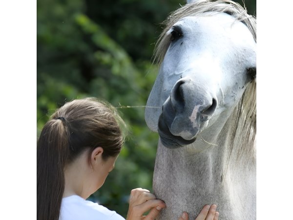 Taste Scratching in the Middle of Arabian Horses Laurence Of Arabians | Dordogne