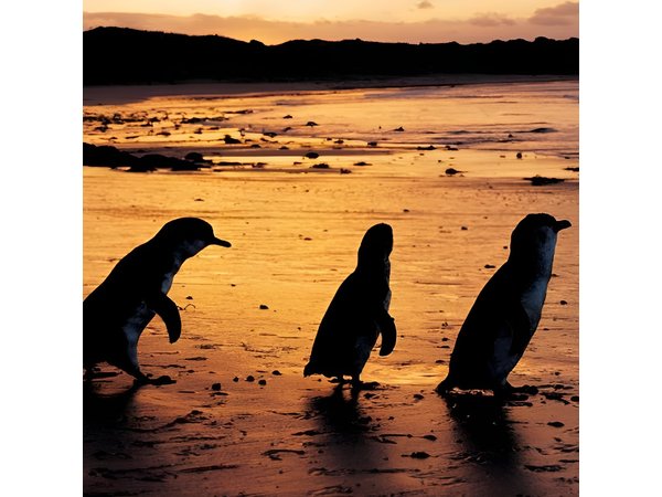 Phillip Island Penguin Parade, Brighton Bathing Boxes and Wildlife Park Tour
