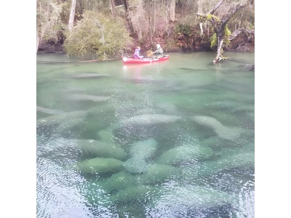 Orlando Manatee Encounters