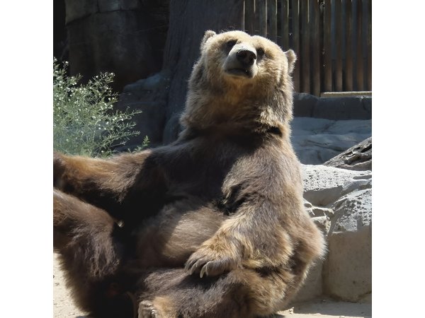Bears Sanctuary, Dracula's Castle, Brasov Day Trip Private Tour from Bucharest